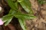 Appalachian rose gentian